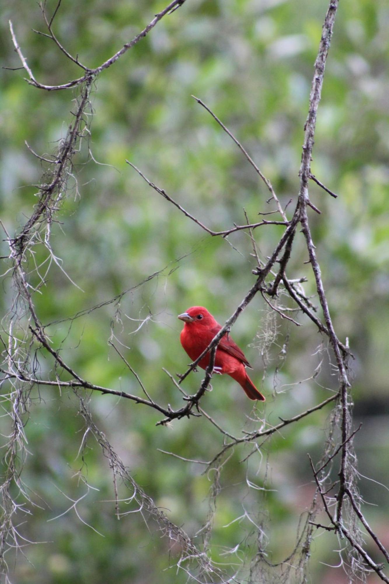 Talamanca Nature Reserve Rivas 外观 照片