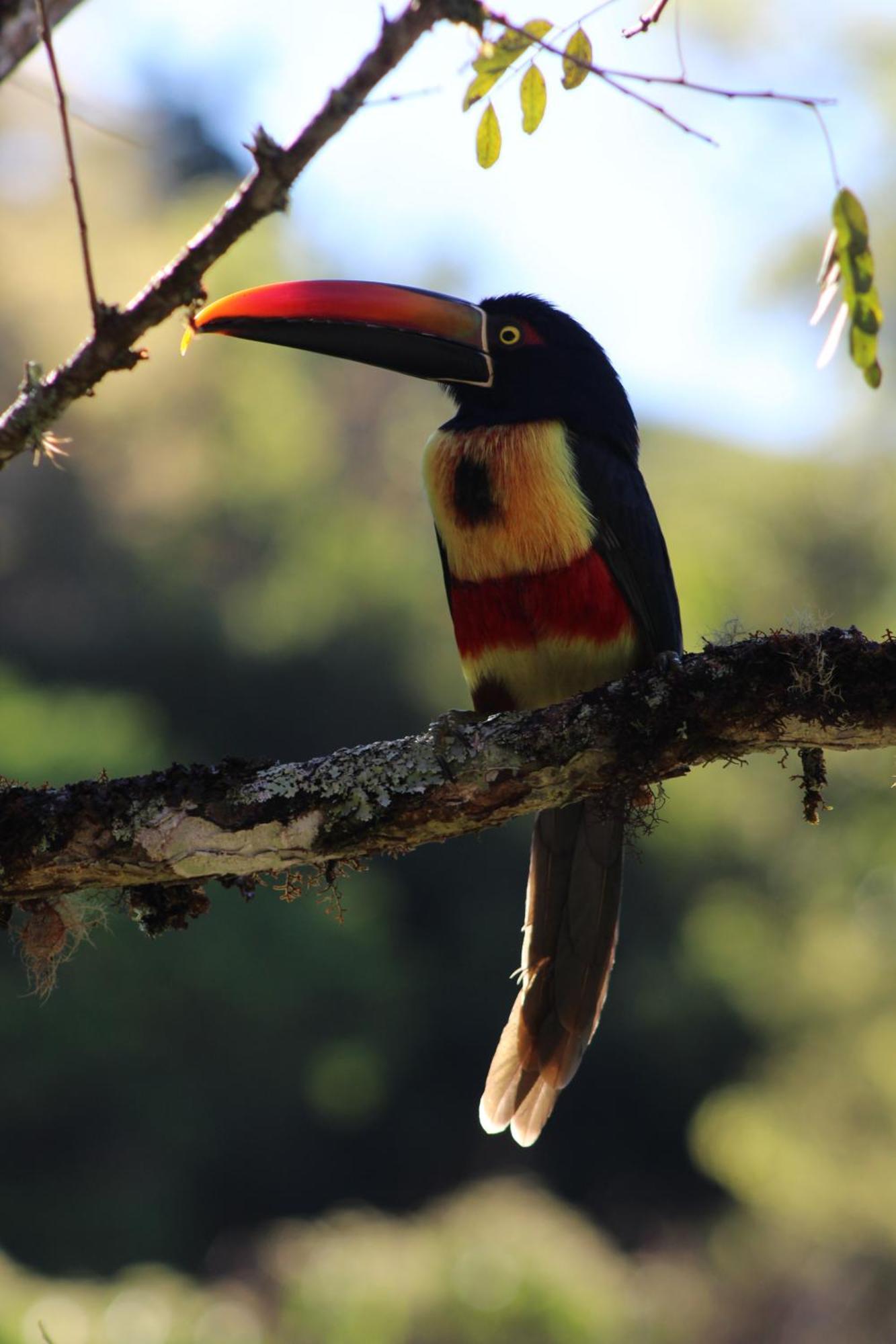 Talamanca Nature Reserve Rivas 外观 照片