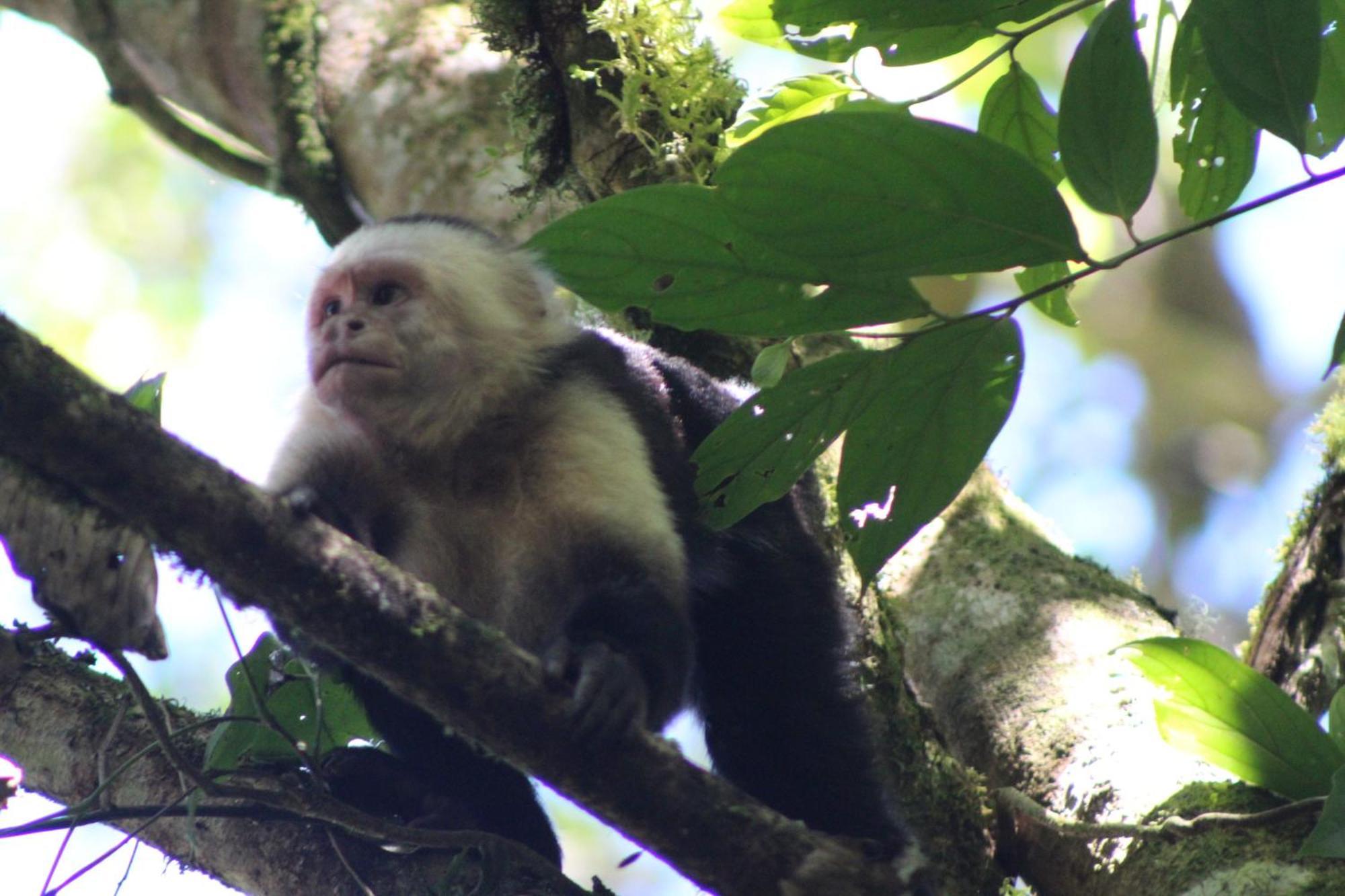 Talamanca Nature Reserve Rivas 外观 照片