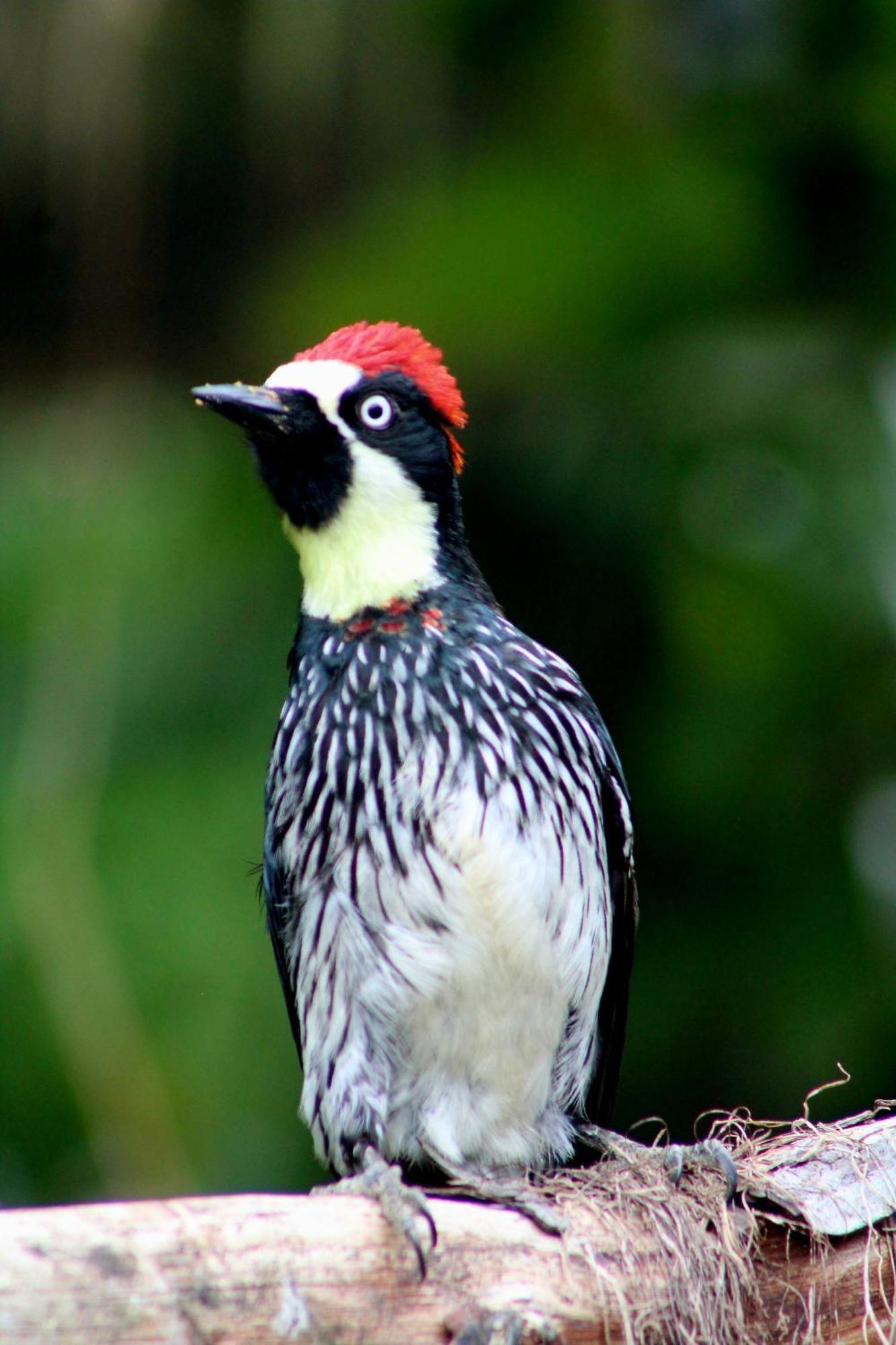 Talamanca Nature Reserve Rivas 外观 照片