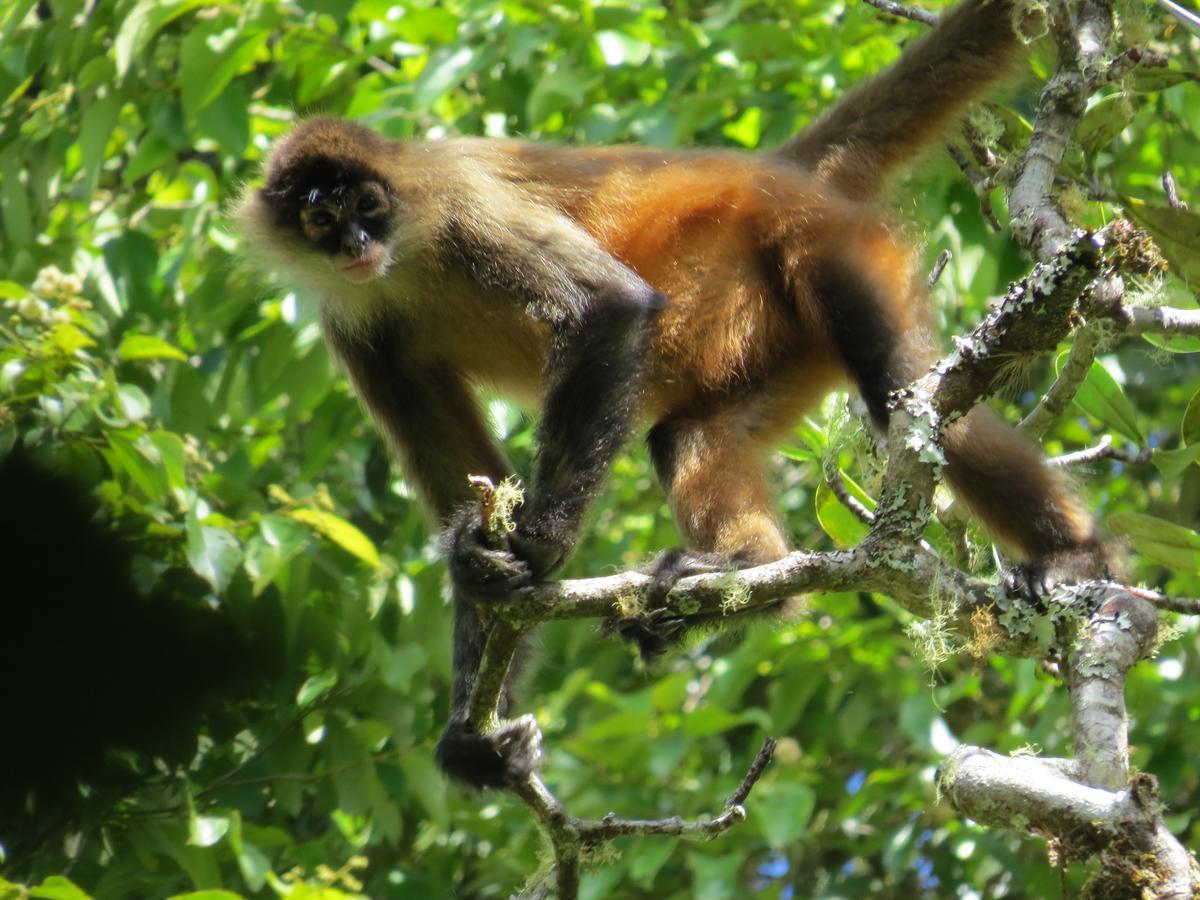Talamanca Nature Reserve Rivas 外观 照片